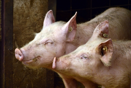EXPOMEAT 2019 As exportações brasileiras de carne suína (considerando todos os produtos, entre in natura e industrializados) alcançaram 66,4 mil toneladas em novembro, volume 13,2% superior às 58,7 mil...