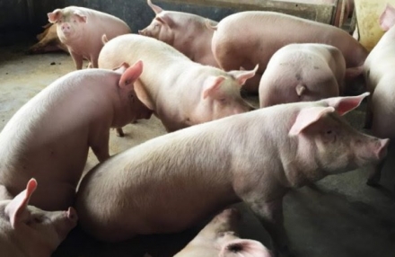 EXPOMEAT 2019 A China se tornou o principal destino da carne suína produzida em Santa Catarina. Desde o início de 2020, o estado enviou mais de 38,6 mil toneladas do produto para o gigante asiático - o valor representa um...