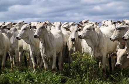 EXPOMEAT 2019 A Tailândia comunicou que abriu seu mercado para carne bovina com osso, carne desossada e miúdos comestíveis de bovino do Brasil. Cinco estabelecimentos frigoríficos foram aprovados, pelo país...
