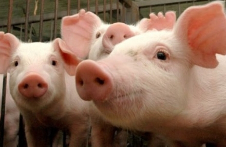 EXPOMEAT 2019 O fechamento dos dados de exportação de carne suína de agosto, divulgado pela Secretaria de Comércio Exterior (Secex) do Governo Federal, apontam para um recorde para um mês de agosto, segundo o...