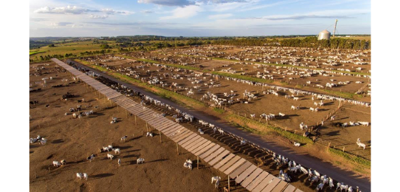 EXPOMEAT 2021 - lll Feira Internacional da Indústria de Processamento de Proteína Animal e Vegetal Confinamento da Friboi em Guaiçara-SP (Divulgação)