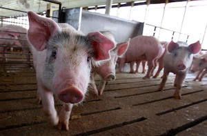 EXPOMEAT 2021 - lll Feira Internacional da Indústria de Processamento de Proteína Animal e Vegetal Os abates de bovinos e suínos no Brasil cresceram no primeiro trimestre do ano, ante o mesmo período do ano passado, enquanto o...