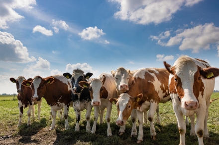 EXPOMEAT 2021 - lll Feira Internacional da Indústria de Processamento de Proteína Animal e Vegetal Em novo levantamento realizado pelo Instituto Brasileiro de Geografia e Estatística (IBGE), no 3º trimestre de 2019, os números...