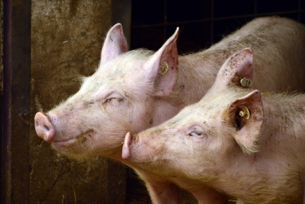 EXPOMEAT 2022 - lll Feira Internacional da Indústria de Processamento de Proteína Animal e Vegetal A China habilitou sete estabelecimentos de Santa Catarina para exportação de miúdos suínos. A...