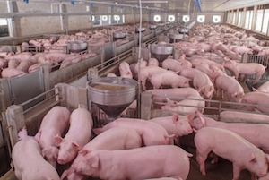 EXPOMEAT 2021 - lll Feira Internacional da Indústria de Processamento de Proteína Animal e Vegetal O setor produtivo e o governo de Santa Catarina se uniram para criar uma campanha de proteção e valorização do...