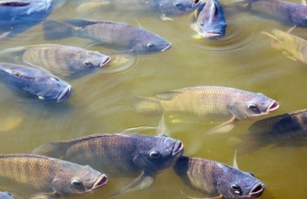 EXPOMEAT 2021 A Associação Brasileira de Piscicultura (Peixe BR) declarou que não há risco de desabastecimento de pescados no mercado nacional. A orientação da entidade, para que a produção...