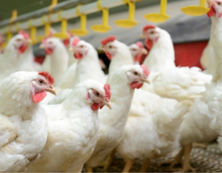 EXPOMEAT 2021 Os números finais da SECEX/ME relativos às exportações de carne de frango in natura de abril passado não são muito diferentes daqueles projetados há uma semana pelo AviSite....