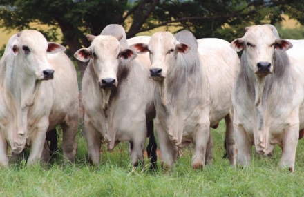 EXPOMEAT 2021 - lll Feira Internacional da Indústria de Processamento de Proteína Animal e Vegetal Os preços da arroba do boi gordo têm sido sustentados pelo mercado externo aquecido e pela oferta restrita de animais prontos para o...
