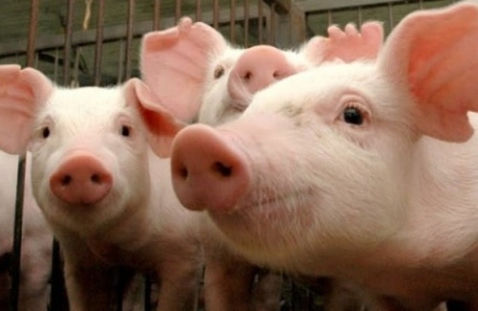 EXPOMEAT 2021 - lll Feira Internacional da Indústria de Processamento de Proteína Animal e Vegetal Maior produtor nacional de suínos, Santa Catarina comemora cinco anos como zona livre de peste suína clássica. Em 28 de maio...
