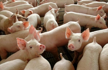 EXPOMEAT 2021 - lll Feira Internacional da Indústria de Processamento de Proteína Animal e Vegetal Os abates de suínos registraram recorde histórico para um primeiro trimestre, neste começo de ano, de acordo com levantamento...