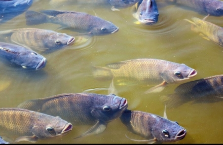 EXPOMEAT 2021 A tilápia é um dos peixes mais consumidos pelos norte-americanos e ganha cada vez mais espaço na mesa desse exigente consumidor. Segundo Francisco Medeiros, presidente executivo da Associação...
