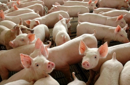 EXPOMEAT 2021 - lll Feira Internacional da Indústria de Processamento de Proteína Animal e Vegetal Os preços do suíno vivo seguem em alta nos estados produtores, conforme as bolsas regionais. A elevação do consumo...