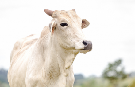 EXPOMEAT 2021 Mesmo diante de um cenário de incerteza econômica para muitos setores, a alta no preço da arroba e o aumento das exportações sinalizam que o ano será positivo para a pecuária de corte...