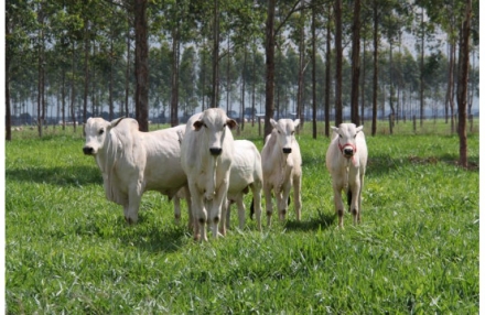 EXPOMEAT 2021 - lll Feira Internacional da Indústria de Processamento de Proteína Animal e Vegetal Um dos pilares do agronegócio brasileiro, a cadeia da pecuária de corte movimentou o correspondente a 8,7% do PIB do país em...