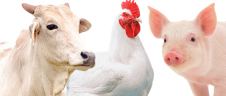 EXPOMEAT 2022 - lll Feira Internacional da Indústria de Processamento de Proteína Animal e Vegetal Na contramão da previsão para a economia nacional, o Produto Interno Bruto (PIB) do agronegócio brasileiro registrou alta de...