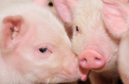 EXPOMEAT 2021 - lll Feira Internacional da Indústria de Processamento de Proteína Animal e Vegetal BRF, uma das maiores companhias de alimentos do mundo, mantém desde meados de 2018, dentro do processo de produção de...