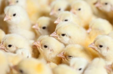 EXPOMEAT 2021 Santa Catarina é o segundo maior responsável pela exportação de carne de frango no país, representando 24,1% do total embarcado para o exterior no primeiro semestre de 2020, segundo dados da...