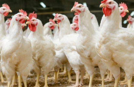 EXPOMEAT 2021 - lll Feira Internacional da Indústria de Processamento de Proteína Animal e Vegetal Frigoríficos no Paraná, maior estado produtor de carne de frango do Brasil, abateram 984,7 milhões de aves no primeiro...