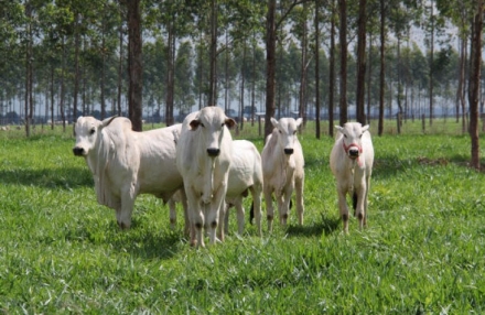EXPOMEAT 2021 A fim de auxiliar na contenção do desmatamento na Amazônia, a Marfrig Global Foods anunciou um compromisso para rastrear a origem de todo o gado abatido, desde a criação do bezerro. A iniciativa...