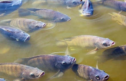 EXPOMEAT 2021 - lll Feira Internacional da Indústria de Processamento de Proteína Animal e Vegetal A segunda edição do informativo sobre comércio exterior da piscicultura comprova as oportunidades de crescimento da...