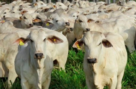 EXPOMEAT 2021 Passados os primeiros sete meses do ano, as exportações brasileiras de carne bovina seguem registrando desempenho recorde, tanto em termos de volume quanto de receita. E esse contexto global se soma ao Real...