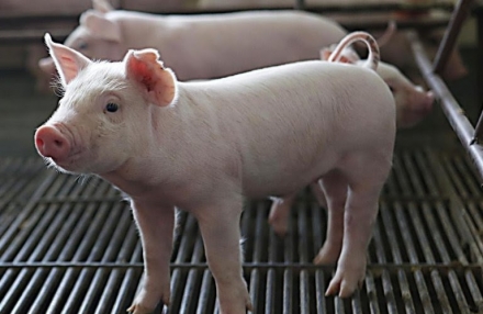 EXPOMEAT 2021 - lll Feira Internacional da Indústria de Processamento de Proteína Animal e Vegetal De acordo com dados divulgados pela Secretaria de Comércio Exterior (Secex) do Governo Federal, as exportações de carne...