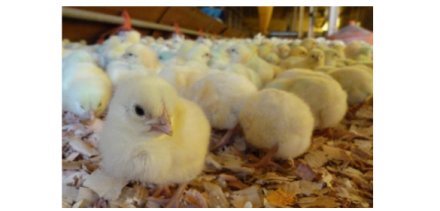 EXPOMEAT 2021 - lll Feira Internacional da Indústria de Processamento de Proteína Animal e Vegetal A necessidade de redução do uso de antimicrobianos está ancorada na emergência de bactérias resistentes que...