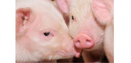 EXPOMEAT 2021 - lll Feira Internacional da Indústria de Processamento de Proteína Animal e Vegetal Os preços do suíno vivo voltaram a ter leves valorizações para o animal vivo. De acordo com análise do...