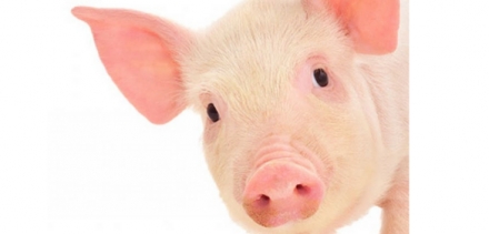 EXPOMEAT 2021 - lll Feira Internacional da Indústria de Processamento de Proteína Animal e Vegetal No contexto da produção animal, biosseguridade pode ser entendida como medidas implantadas para impedir a entrada de novos...