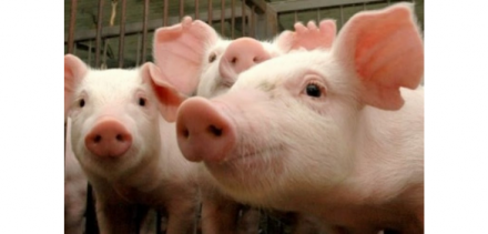 EXPOMEAT 2021 - lll Feira Internacional da Indústria de Processamento de Proteína Animal e Vegetal Levantamentos da Associação Brasileira de Proteína Animal (ABPA) mostram que as exportações brasileiras de...