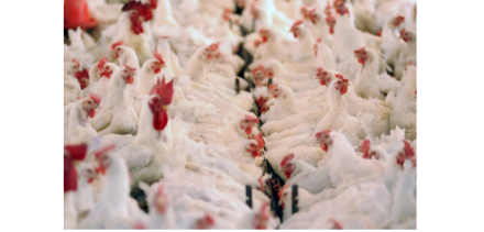 EXPOMEAT 2022 - lll Feira Internacional da Indústria de Processamento de Proteína Animal e Vegetal As exportações brasileiras de carne de frango (considerando todos os produtos, entre in natura e processados) totalizaram 3,178...