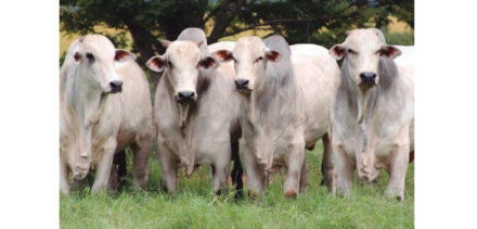 EXPOMEAT 2021 - lll Feira Internacional da Indústria de Processamento de Proteína Animal e Vegetal A Associação Brasileira de Frigoríficos (Abrafrigo) divulgou nesta quarta-feira (07) os dados compilados da...