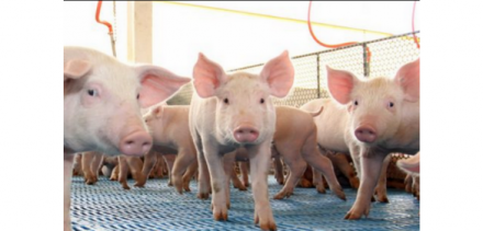 EXPOMEAT 2021 - lll Feira Internacional da Indústria de Processamento de Proteína Animal e Vegetal De acordo com dados da Secretaria de Comércio Exterior (Secex) do Governo Federal, as exportações de carne suína nos...