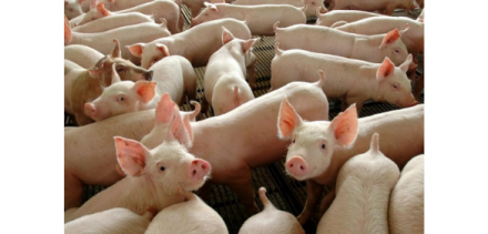 EXPOMEAT 2022 - lll Feira Internacional da Indústria de Processamento de Proteína Animal e Vegetal As cotações no mercado de suínos continuaram em ascensão ontem, terça-feira (20). De acordo com análise...