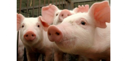 EXPOMEAT 2021 - lll Feira Internacional da Indústria de Processamento de Proteína Animal e Vegetal Das 10 maiores cidades brasileiras produtoras de suínos quatro apresentaram crescimento dos seus rebanhos em 2019, segundo a Pesquisa da...