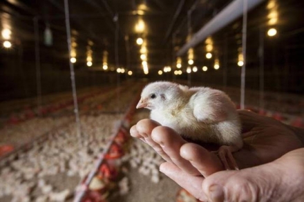 EXPOMEAT 2021 - lll Feira Internacional da Indústria de Processamento de Proteína Animal e Vegetal Produtores rurais que fornecem aves de corte à unidade da BRF em Lucas do Rio Verde (MT) receberam, pelo quarto ano consecutivo, o selo...