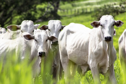 EXPOMEAT 2021 - lll Feira Internacional da Indústria de Processamento de Proteína Animal e Vegetal A produção pecuária e a proteína animal são essenciais para os sistemas agrícolas e comunidades rurais...