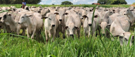 EXPOMEAT 2021 - lll Feira Internacional da Indústria de Processamento de Proteína Animal e Vegetal O Estado do Mato Grosso do Sul concentra o quinto maior rebanho bovino do país, com 9% do total de animais, de acordo com dados do...