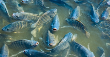 EXPOMEAT 2021 - lll Feira Internacional da Indústria de Processamento de Proteína Animal e Vegetal As exportações do terceiro trimestre deste ano foram 53% maiores que as registradas no trimestre passado. Ao todo, mais de U$ 3,3...
