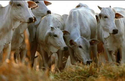 EXPOMEAT 2021 - lll Feira Internacional da Indústria de Processamento de Proteína Animal e Vegetal O Rabobank estima que as exportações brasileiras de carne bovina terão novo recorde em 2021, com alta de 5,5% em volume em...