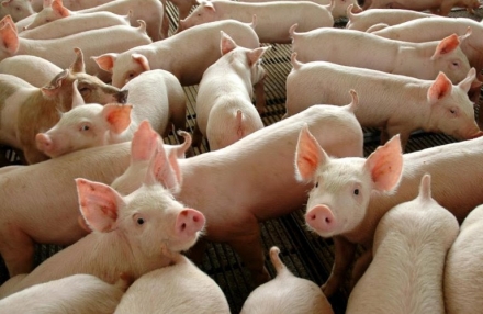 EXPOMEAT 2021 - lll Feira Internacional da Indústria de Processamento de Proteína Animal e Vegetal O mercado suinícola brasileiro deverá quebrar novos recordes de exportação em 2021. A projeção é...