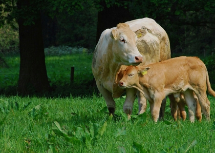 EXPOMEAT 2021 - lll Feira Internacional da Indústria de Processamento de Proteína Animal e Vegetal Qual é a origem da carne que você consome? Esse é um ponto que vem sendo debatido com cada vez mais frequência no mundo....