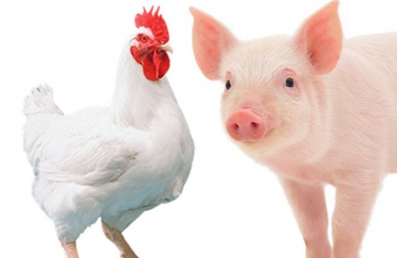 EXPOMEAT 2021 - lll Feira Internacional da Indústria de Processamento de Proteína Animal e Vegetal Conforme as projeções determinadas pela ABPA, a produção brasileira de carne de frango poderá alcançar...