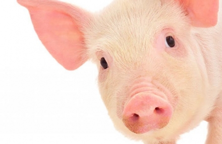 EXPOMEAT 2022 - lll Feira Internacional da Indústria de Processamento de Proteína Animal e Vegetal O Ministério da Agricultura, Pecuária e Abastecimento (Mapa) publicou neste mês uma norma que estabelece parâmetros para...