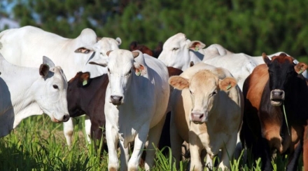 EXPOMEAT 2021 - lll Feira Internacional da Indústria de Processamento de Proteína Animal e Vegetal A parceria entre os setores público e privado e o aprimoramento do serviço de defesa agropecuária estão ajudando o...