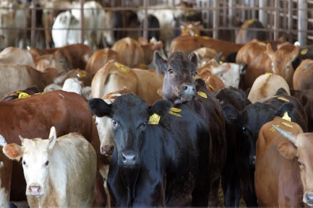 EXPOMEAT 2023 - IV Feira Internacional da Indústria de Processamento de Proteína Animal e Vegetal A bolsa de valores B3 incluiu as quatro maiores processadoras de carnes brasileiras na carteira do Índice Carbono Eficiente (ICO2) de...