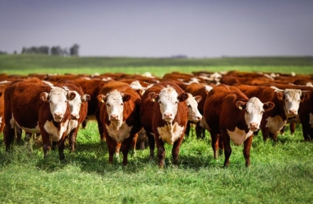 EXPOMEAT 2021 - lll Feira Internacional da Indústria de Processamento de Proteína Animal e Vegetal As exportações de carne bovina voltaram a apresentar força, com números semelhantes aos de novembro/20. Foram 40,68...