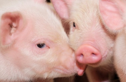EXPOMEAT 2021 - lll Feira Internacional da Indústria de Processamento de Proteína Animal e Vegetal Com objetivo de difundir conhecimento e facilitar cada vez mais o acesso à informação para toda a cadeia, a...