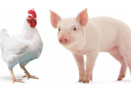 EXPOMEAT 2023 - IV Feira Internacional da Indústria de Processamento de Proteína Animal e Vegetal O quarto trimestre de 2020 registrou aumento no abate de suínos e frangos, em comparação com o mesmo período de 2019....