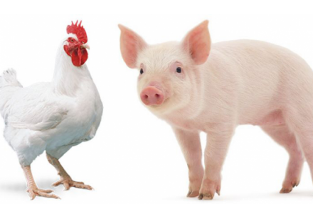 EXPOMEAT 2022 - lll Feira Internacional da Indústria de Processamento de Proteína Animal e Vegetal O quarto trimestre de 2020 registrou aumento no abate de suínos e frangos, em comparação com o mesmo período de 2019....